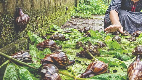  ಕೃಷಿಗೆ ಅಪಾಯವನ್ನುಂಟುಮಾಡುತ್ತಿರುವ ದೈತ್ಯ ಆಫ್ರಿಕನ್ ಬಸವನ ಹುಳ.  