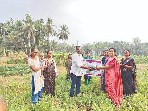 ಪುಲ್ಲೂರ್ ಪೆರಿಯ ಗ್ರಾಮ ಪಂಚಾಯತಿಯಲ್ಲಿ ನಡೆದ ಕಲ್ಲಂಗಡಿ ಕೊಯ್ಲು.