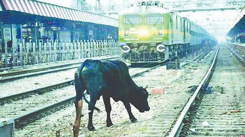  ಕಾಸರಗೋಡು ರೈಲು ನಿಲ್ದಾಣದಲ್ಲಿ ಹಳಿಯಲ್ಲೇ ಮೇಯುತ್ತಿರುವ ದನ.