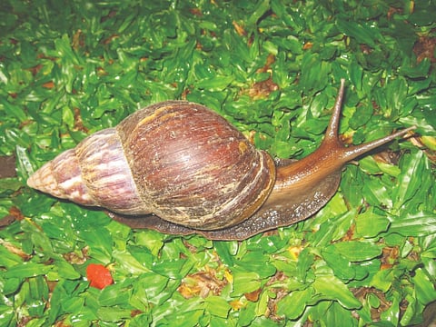 ಶಂಖಹಳು