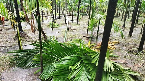  ಚಾರ್ಮಾಡಿಯಲ್ಲಿ ಕಾಡಾನೆ ಕೃಷಿ ಹಾನಿಗೊಳಿಸಿರುವುದು.