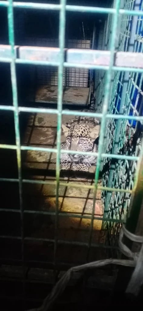 ಕನ್ಯಾಡಿಯಲ್ಲಿ ಚಿರತೆ ಬೋನಿಗೆ ಬಿದ್ದಿರುವುದು.