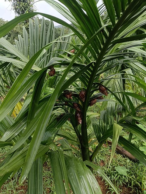  ನೆರಿಯ ಗ್ರಾಮದಲ್ಲಿ ಕಂಡುಬಂದ ಶಂಖಹುಳು.