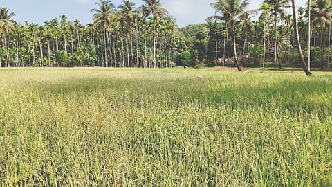  ಸುಗ್ಗಿ ಭತ್ತದ ಬೆಳೆ