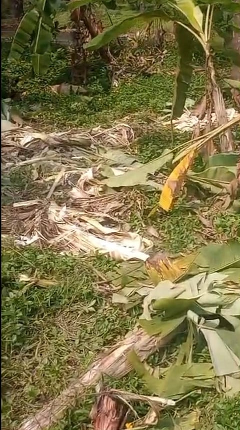  ಕಾಡಾನೆಗಳು ಕೃಷಿ ಹಾನಿಗೊಳಿಸಿರುವುದು.