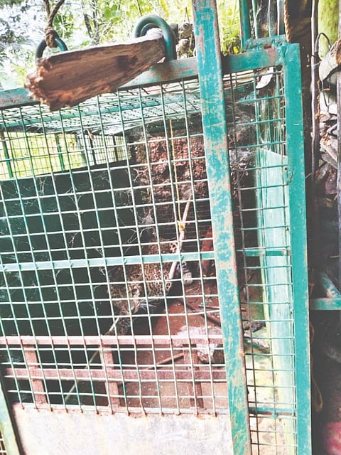  ಬೋನಿಗೆ ಬಿದ್ದ ಚಿರತೆ