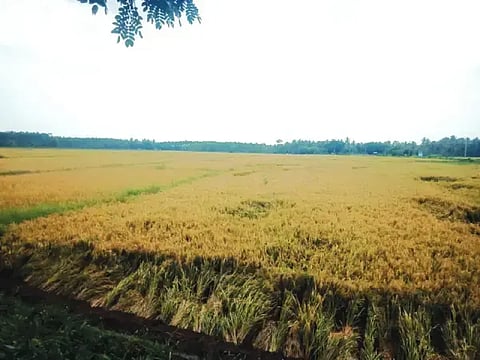 ಬಸವಾಪಟ್ಟಣದ ಚಿರಡೋಣಿ ಗ್ರಾಮದಲ್ಲಿ ಭತ್ತ ಬೆಳೆದಿರುವ ರೈತ. paddy