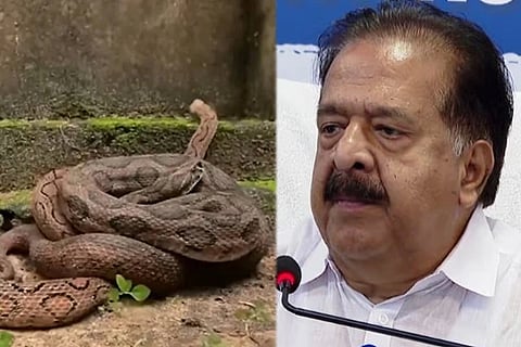 ಮಂಡಲ ಹಾವು ಕಚ್ಚಿದ್ರೆ ಮಜಾ ಬರುತ್ತೆ ಎಂದ ಕೇರಳ ಗೃಹ ಸಚಿವ: ಬರೀ ಹಾವಲ್ಲ ಅದು ಸಾವು ಎಂದು ಸಿಡಿದೆದ್ದ ವೈದ್ಯರು! Baby Vipers 