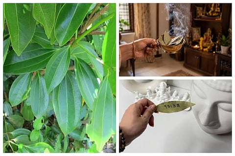Bay Leaf benefits and traditions,