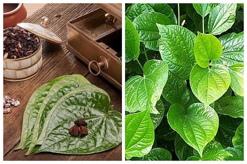 Betel leaves  health benefits