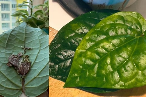 Betel leaves