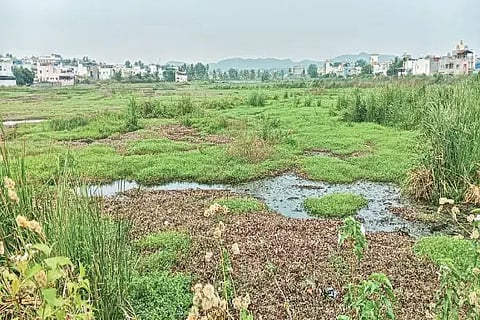 ಶಿವಮೊಗ್ಗ ಬೊಮ್ಮನಕಟ್ಟೆಯ ಕೆರೆಯಲ್ಲಿ ಹೂಳು ತುಂಬಿಕೊಂಡಿರುವುದು.