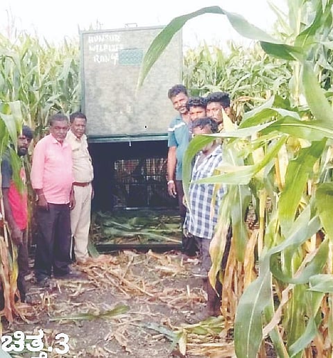 ಹನಗೋಡಿಗೆ ಸಮೀಪದ ಹೆಮ್ಮಿಗೆಯಲ್ಲಿ ಜಾನುವಾರು ಬಲಿಪಡೆದಿದ್ದ ಜೋಳದ ಹೊಲದಲ್ಲಿ ಹುಲಿ ಸೆರೆಗಾಗಿ ಬೋನು ಇರಿಸಲಾಗಿದೆ.