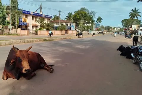ಶಿರಸಿಯಲ್ಲಿ ರಸ್ತೆಯ ಮಧ್ಯೆಯೇ ಮಲಗಿರುವ ಗೂಳಿ(Bulls)