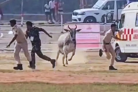 ಸಿಎಂ ಇಳಿಯುವಷ್ಟರಲ್ಲಿ ಹೆಲಿಪ್ಯಾಡ್​ಗೆ ನುಗ್ಗಿದ ಗೂಳಿ: ಜೀವ ಉಳಿಸಿಕೊಳ್ಳಲು ದಿಕ್ಕಾಪಾಲಾಗಿ ಓಡಿದ ಪೊಲೀಸರು​! Bull  