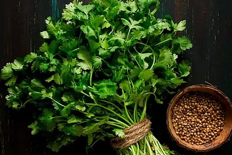 Coriander