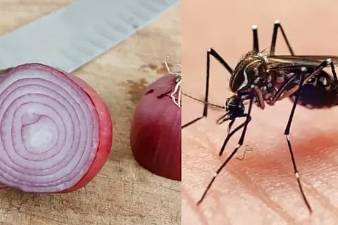 Mosquitoes
