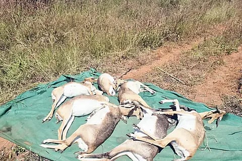 ಕೃಷ್ಣಮೃಗಗಳ ಸಾವು ಆಘಾತಕಾರಿ