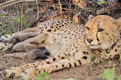  Leopard
