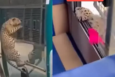 Leopard