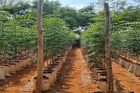  ಜಿಲ್ಲೆಯ ನರ್ಸರಿಯೊಂದರ ಸಾಂಕೇತಿಕ ಚಿತ್ರ.