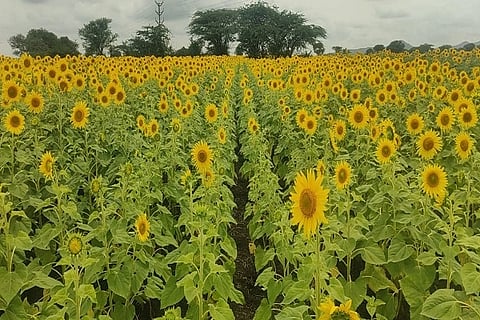 ಸೂರ್ಯಕಾಂತಿ
