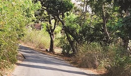 ಸಂಚಾರಕ್ಕೆ ಕಂಟಕವಾದ ಗಿಡ&-ಗಂಟಿ obstructs traffic