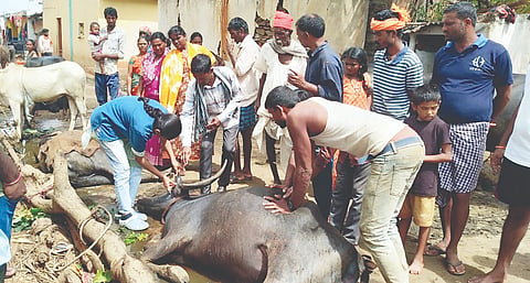 ಮುನಿಯನ ತಾಂಡಾದಲ್ಲಿ ಅಸ್ವಸ್ಥ ಜಾನುವಾರುಗಳಿಗೆ (cattle die)ಚಿಕಿತ್ಸೆ ನೀಡಿದ ವೈದ್ಯರ ತಂಡ.