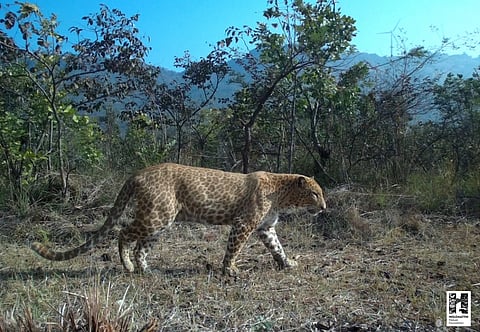 leopard