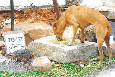 ಬೀದಿನಾಯಿ
