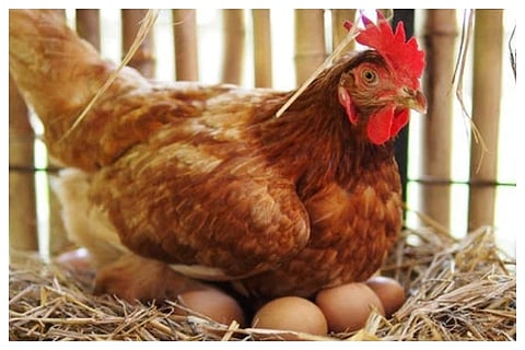 Chicken and Egg Prices Rise in Bengaluru