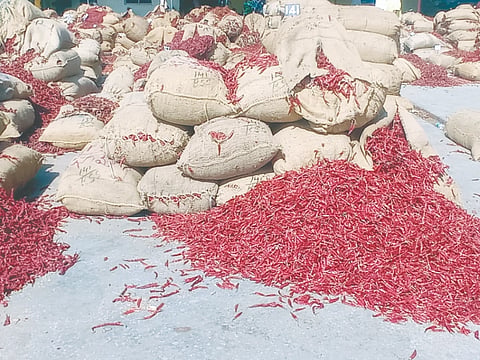 ಬ್ಯಾಡಗಿ ಮಾರುಕಟ್ಟೆಯಲ್ಲಿ ಮೆಣಸಿನಕಾಯಿ (Chili pepper )ಟೆಂಡರ್‌ಗೆ ಹಾಕಿರುವುದು.