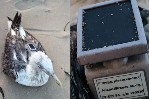 Chinese GPS tracker