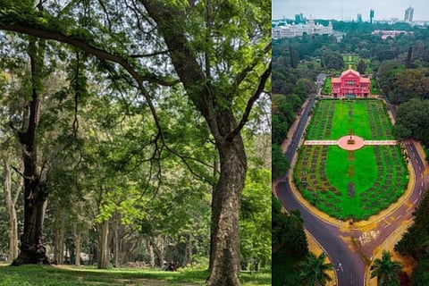Cubbon Park
