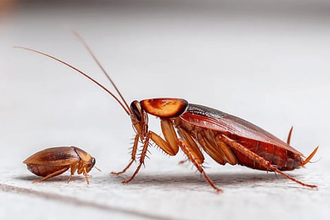 Cockroach