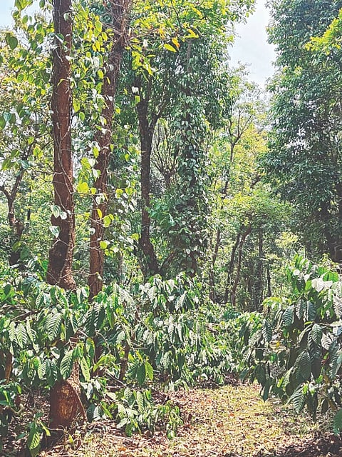ಕಾಳುಮೆಣಸು ಹಾಗೂ ಕಾಫಿ ಗಿಡ
