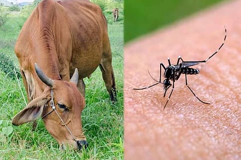 ಗೋಮೂತ್ರದಿಂದ ಚಿಕೂನ್‌ಗುನ್ಯಾ ವಾಸಿಯಾಗುತ್ತಾ? ಸಂಶೋಧಕರಿಂದ ಹೊಸ ಆವಿಷ್ಕಾರ, ಇಲ್ಲಿದೆ ಅಚ್ಚರಿ ವಿಚಾರ! Cow Urine