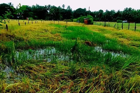 CROP LOSSಅತಿವೃಷ್ಟಿ, ಅನಾವೃಷ್ಟಿಯಿಂದ ಬೆಳೆ ಹಾನಿ
