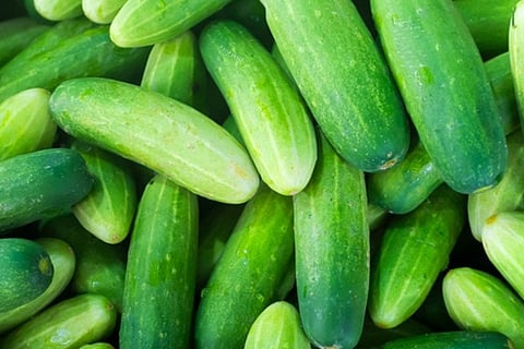 Cucumber Tips 