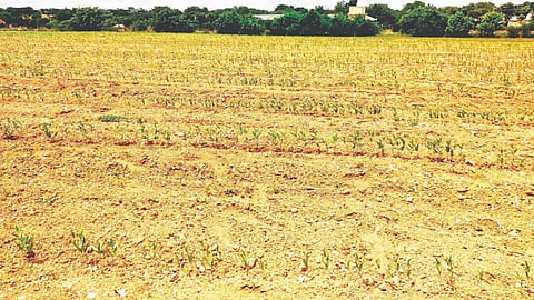  ಕೊಂಡ್ಲಹಳ್ಳಿ ಹೊರವಲಯದಲ್ಲಿ ತೊಗರಿ ಬೆಳೆ ಬಾಡುತ್ತಿರುವುದು. Crop