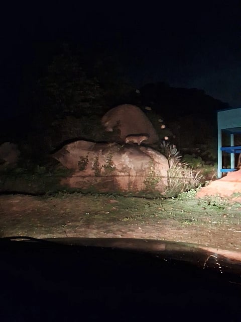 ದಾಬಸ್​ಪೇಟೆ ಚಿರತೆ 