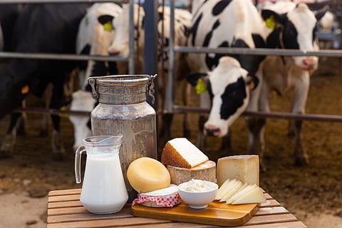 Dairy and gut health