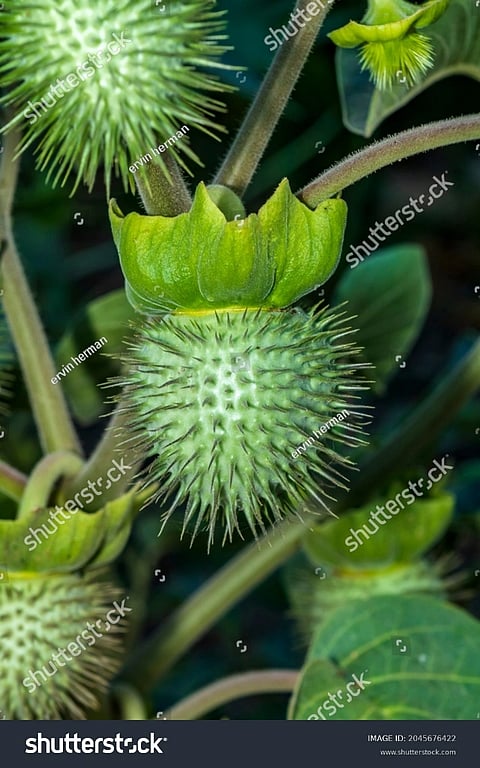 Datura Fruti 