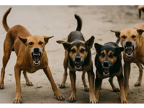 Dog Center