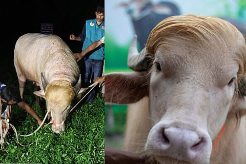 Donald Trump buffalo Bangladesh 
