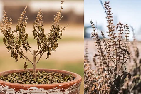 Dried Tulsi Plant  At Home dontThrowing It Away  
