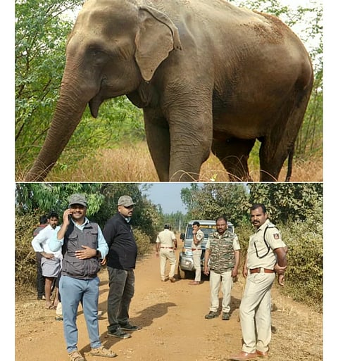  hireanaji, elephant