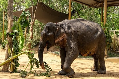 Elephant maniki vantara shelter animals