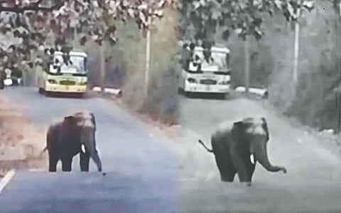  ಹಳಿಯಾಳ-ಭಗವತಿ ರಸ್ತೆ ಮಧ್ಯದಲ್ಲಿ ಕಾಣಿಸಿಕೊಂಡ ಆನೆ. Elephant