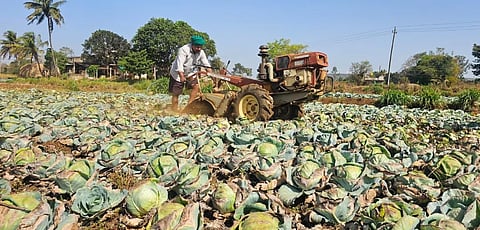 ಬೆಳಗಾವಿ ತಾಲೂಕಿನ ಕಡೋಲಿಯಲ್ಲಿ ಬುಧವಾರ ರೈತರ ಜಮೀನಿನಲ್ಲಿನ ಎಲೆಕೋಸು ಬೆಳೆಯನ್ನು ರೂಟರ್‌ನಿಂದ ನಾಶಪಡಿಸಲಾಯಿತು.